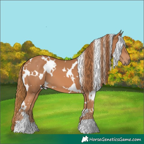 Horse Color:White Spotted Chestnut