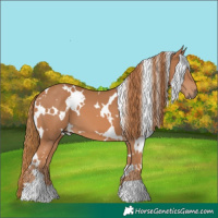 Horse Color:White Spotted Chestnut