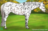 Horse Color:Brown Appaloosa