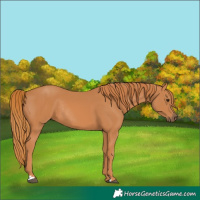 Horse Color:Chestnut Rabicano 