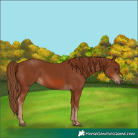 Horse Color:Chestnut Rabicano 