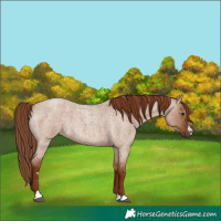 Horse Color:Red Dun Roan Rabicano 