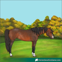 Horse Color:Bay Rabicano 