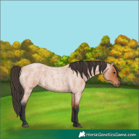 Horse Color:Bay Roan 