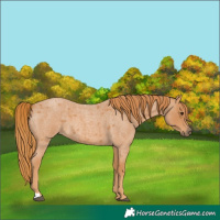 Horse Color:Red Roan 