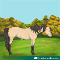 Horse Color:Buckskin Rabicano 