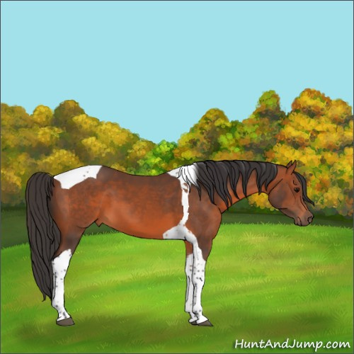 Horse Color:Bay Tobiano