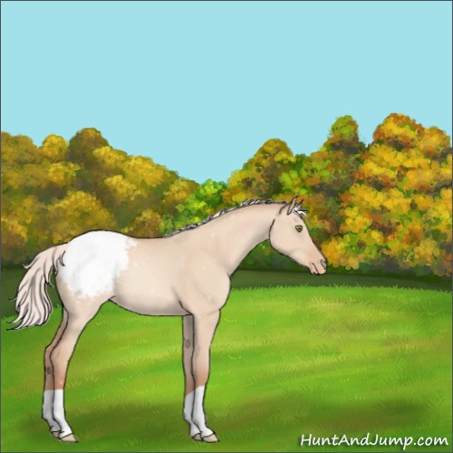 Horse Color:Silver Sable Champagne Dun Appaloosa 