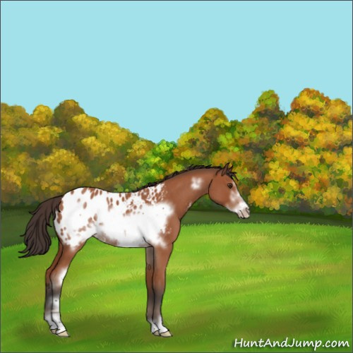 Horse Color:Bay Roan Sabino Frame Appaloosa Rabicano 