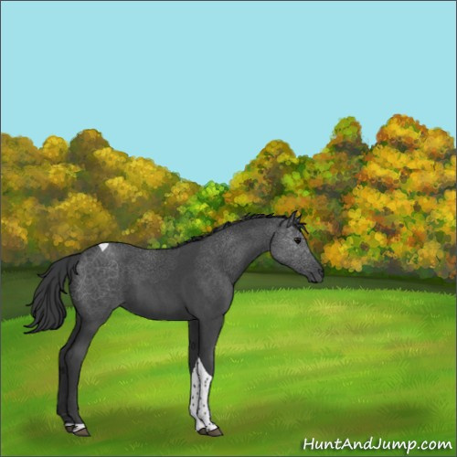 Horse Color:Blue Roan Tobiano 