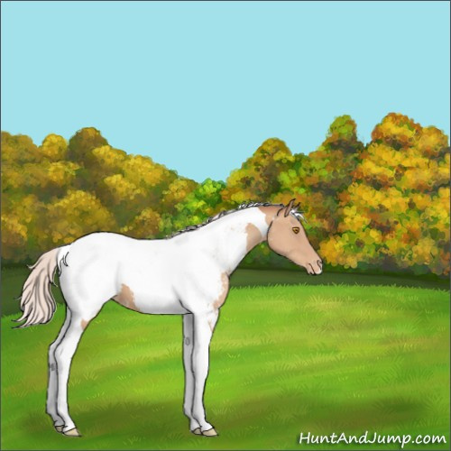 Horse Color:Silver Classic Champagne Tobiano Appaloosa 