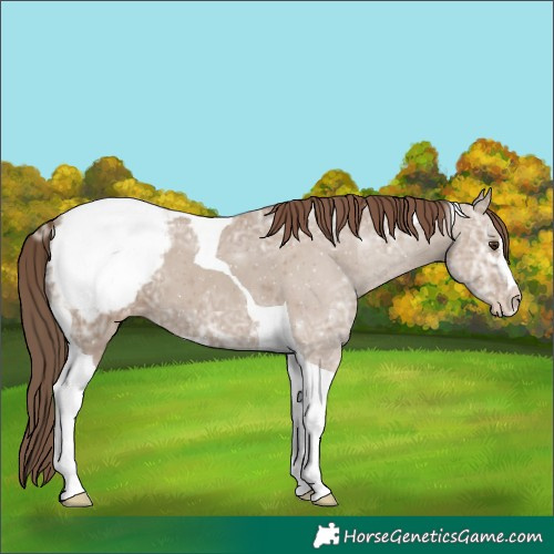 Horse Color:Classic Champagne Ice Sabino Tobiano Appaloosa 