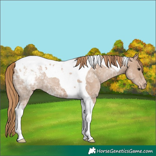 Horse Color:Black Ice Pearl Tobiano Appaloosa 
