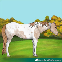 Horse Color:Black Ice Pearl Tobiano Appaloosa 