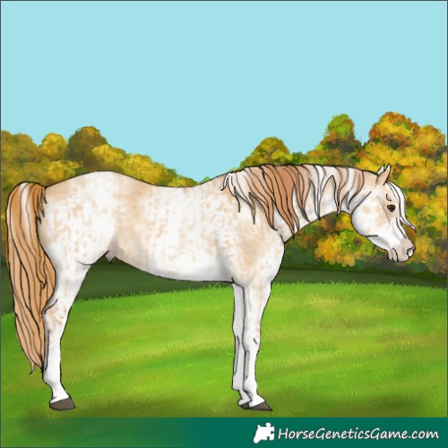 Horse Color:White Spotted Red Dun Rabicano and White Spotted Red Dun Rabicano