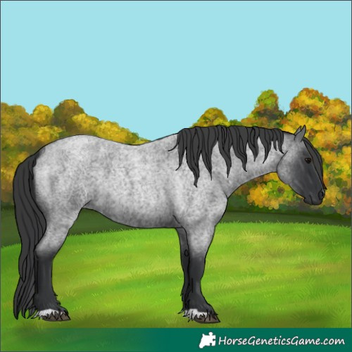 Horse Color:Blue Roan 