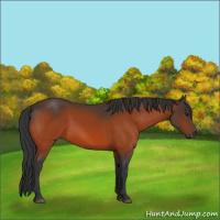 Horse Color:Bay 