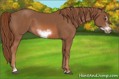 Horse Color:Chestnut Sabino Frame 