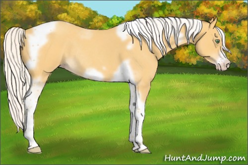 Horse Color:Silver Amber Cream Champagne Roan Tobiano Frame Rabicano 