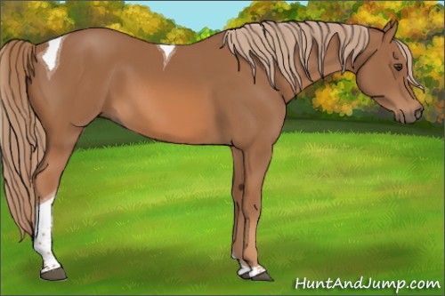 Horse Color:Chestnut Tobiano 