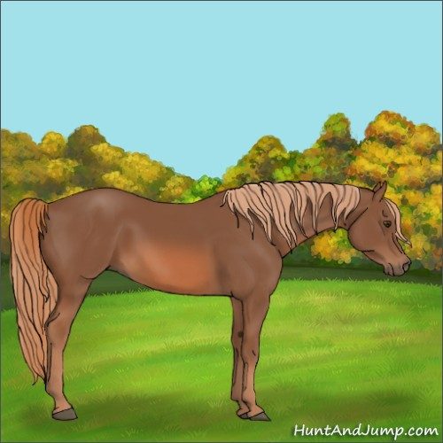 Horse Color:Chestnut 
