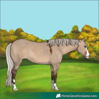 Horse Color:Silver Brown Dun