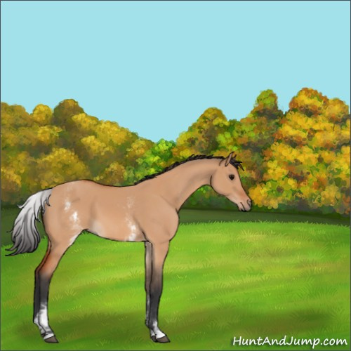 Horse Color:White Spotted Bay Dun Rabicano 