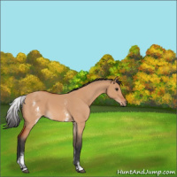 Horse Color:White Spotted Bay Dun Rabicano 