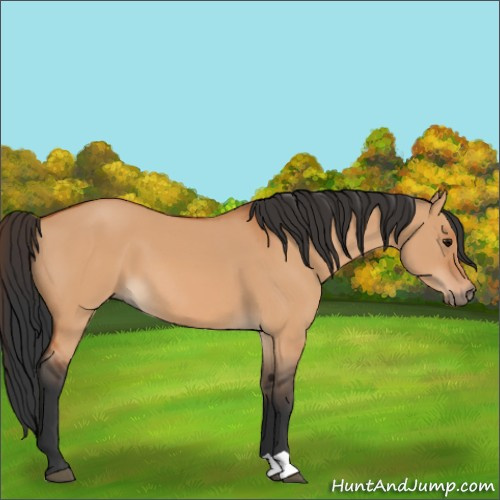 Horse Color:Bay Dun 