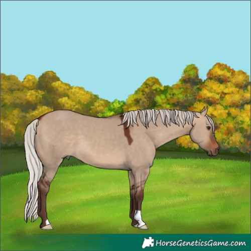 Horse Color:Silver Brown Dun