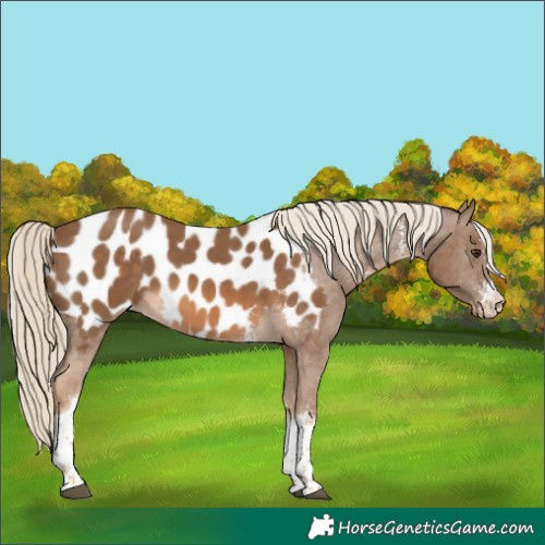 Horse Color:Chocolate Palomino Sabino Tobiano Appaloosa 