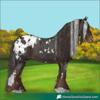 Horse Color:White Spotted Liver Chestnut Appaloosa 