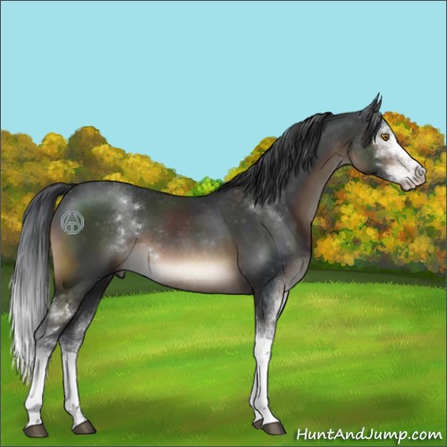 Horse Color:Brown Sabino 