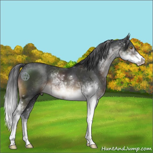 Horse Color:Brown Sabino 