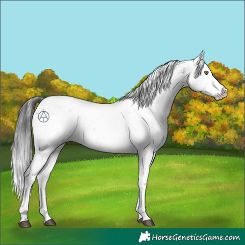 Horse Color:Brown Sabino 