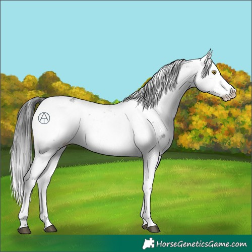 Horse Color:Brown Sabino