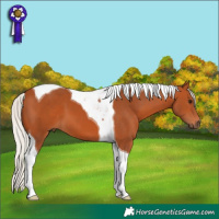 Horse Color:Silver Bay Tobiano 