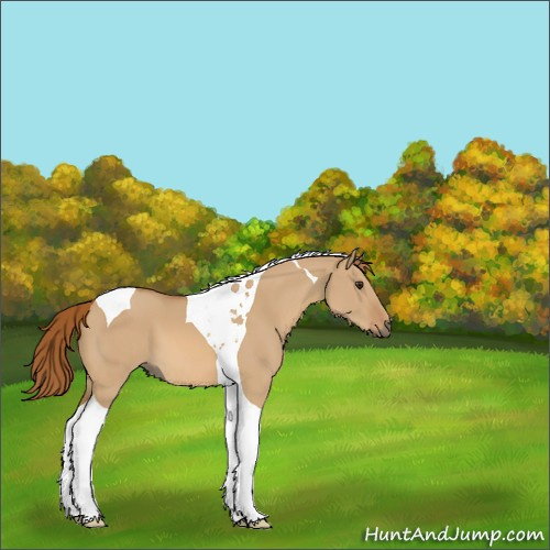 Horse Color:Red Dun Tobiano 