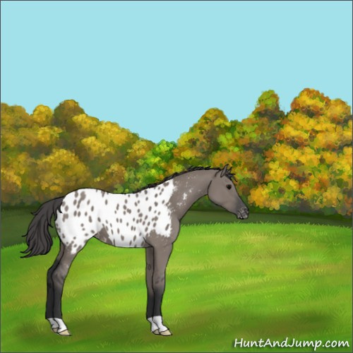 Horse Color:Grullo Near Leopard 