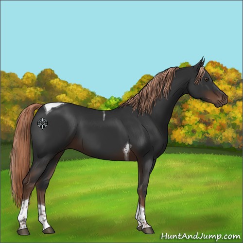 Horse Color:Liver Chestnut Tobiano 
