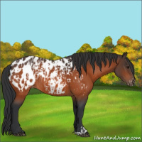 Horse Color:Bay Appaloosa and Bay Appaloosa Rabicano