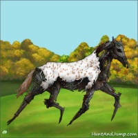 Horse Color:Chestnut Appaloosa 