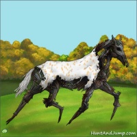 Horse Color:Palomino Appaloosa 