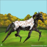 Horse Color:Bay Appaloosa 