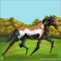 Horse Color:Bay Frame 