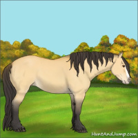 Horse Color:Buckskin Dun Splash 