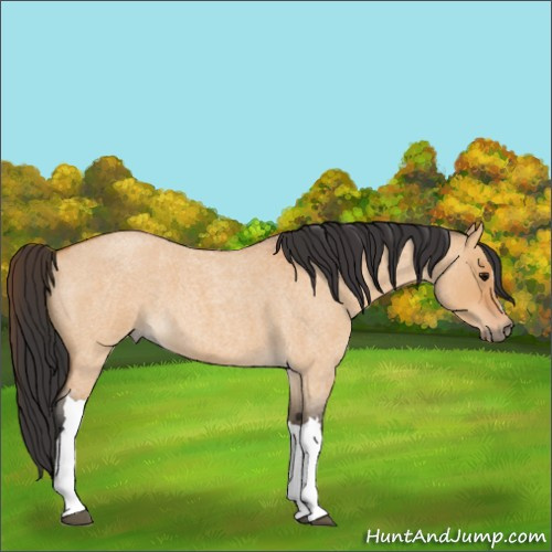 Horse Color:Unknown 