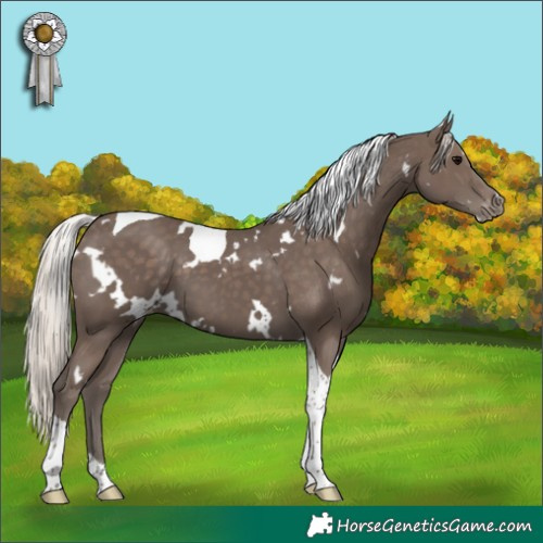 Horse Color:White Spotted Silver Black Tobiano Appaloosa 