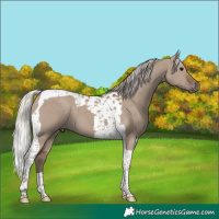 Horse Color:Silver Grullo Tobiano 
