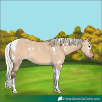 Horse Color:White Spotted Silver Bay Dun Tobiano 